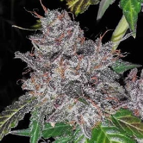 Rainbow Cake > Pheno Finder Seeds